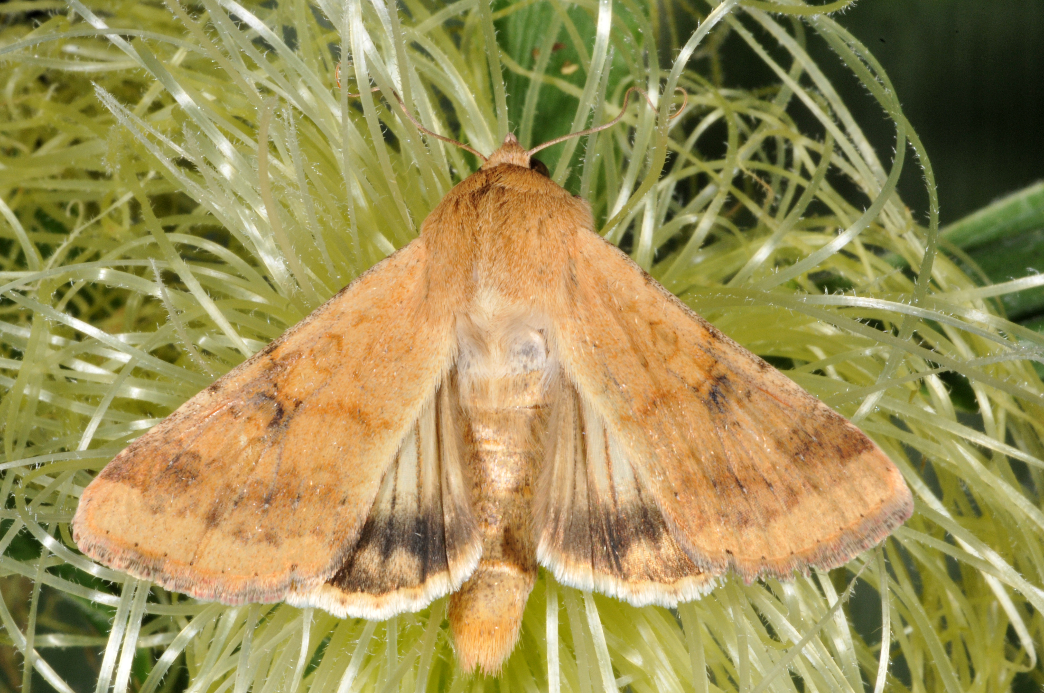 Male Moth Aphrodisiac Revealed The Scoop